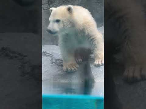 shorts 水面を確認するモモ太くん🤭　  ホッキョクグマ　秋田県男鹿水族館GAOにて2026年5月1日 サムネイル