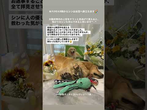 一生忘れない ゴールデンレトリバー 大型犬のいる生活 goldenretreiver 急性骨髄性白血病旅立ち