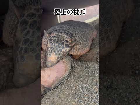 旦那さんの太ももは極上の枕です♪shorts 動物 アルマジロ サムネイル