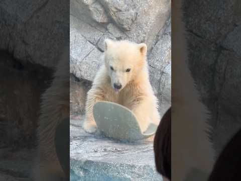 shorts あぁ〜落ちちゃった〜💦　  ホッキョクグマのモモ太くん　秋田県男鹿水族館GAOにて2026年4月30日 サムネイル