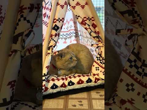 shorts スコティッシュフィールドのコロナちゃん　那須どうぶつ王国　IMG 6810 サムネイル