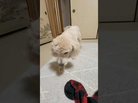 shorts タローちゃん　ただいま〜　トイプードル　2026年2月2日 サムネイル