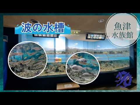 【魚津水族館】波の水槽🐟 サムネイル