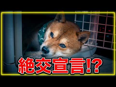 「兄ちゃんと姉ちゃん大っ嫌い！」怒って引きこもる末っ子柴犬・・・