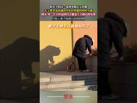 陽光下的這一幕神奇暖心又治癒 女子餵食流浪貓的背影恰似貓媽照顧小貓 暖心 善良 神奇 治愈 heartwarming… サムネイル