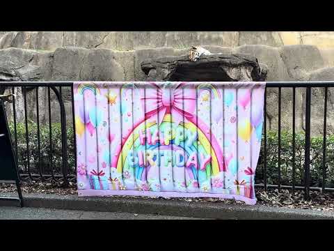 ハッピーバースデー　今日はサーシャの日　アムールトラ　浜松市動物園にて　2026年2月14日 IMG 8530 サムネイル