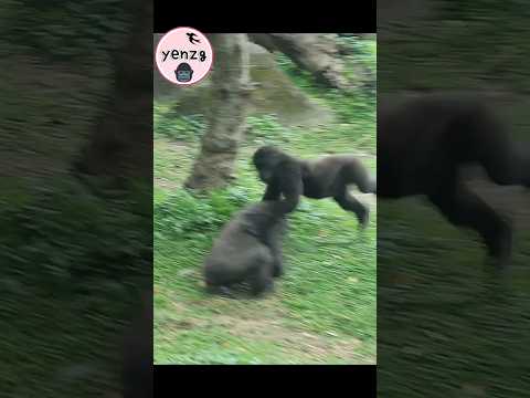 energetic gorilla brothers🤣 taipeizoo 金剛猩猩 台北市立動物園 funnyani… サムネイル