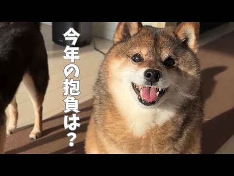 今さら？柴犬2頭に今年の抱負を聞いてみた！ サムネイル