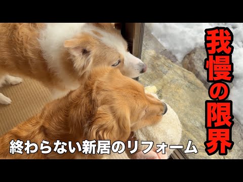 【犬と田舎暮らし】愛犬のストレスが限界で、揉めていた業者と話し合いをしました… サムネイル