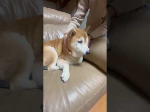 柴犬福 おばあさんにキレ気味柴犬🤣Grandma and Shiba🤣shorts funny funnydog 柴犬… サムネイル