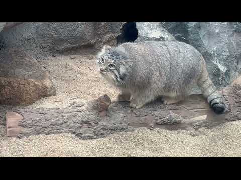 アズちゃんオトちゃん親子のオニク探しタイム☺️ マヌルネコ　神戸どうぶつ王国にて　2025年12月28日 サムネイル