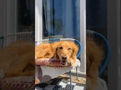 coming home to my golden retriever❤️india retreiver dog pup… サムネイル