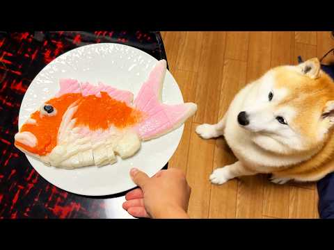 食卓に現れた巨大カマボコに憧れを抱き、迫真の顔で挨拶を申し込む柴犬 サムネイル