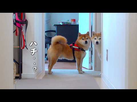 柴犬、実家で拒否犬になった1時間後…大変な事態に。。 サムネイル