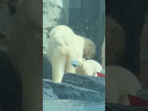 shorts 飛び出てピョンピョン！モモ太くん　  ホッキョクグマ　秋田県男鹿水族館GAOにて2026年4月30日 サムネイル