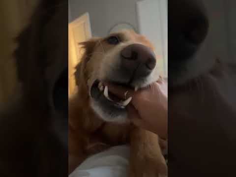 coming home to my golden retriever❤️india retreiver dog pup…