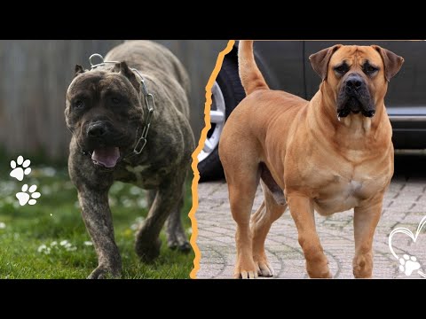 Top 4 Dog Breeds That Can Beat a Pitbull サムネイル