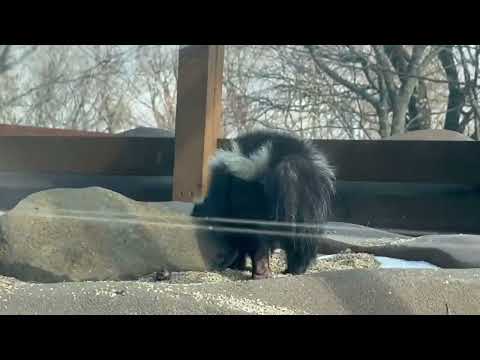 シマスカンクちゃん☺️ 那須どうぶつ王国にて　2026年1月4日 サムネイル