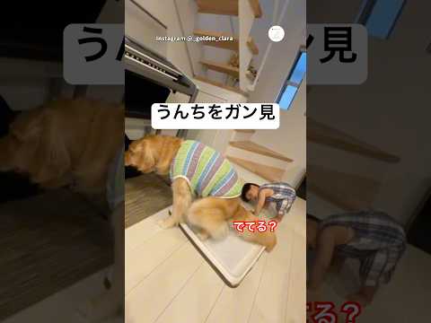 息子が犬のトイレを真剣に確認。「でてる？」とうんちをガン見　　ゴールデンレトリバー 大型犬　犬　かわいい犬 犬のいる暮… サムネイル