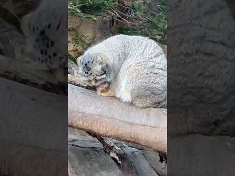 shorts さっきオヤツ食べたからペロペロ ナゴムくん　那須どうぶつ王国にて　2025年12月31日 サムネイル