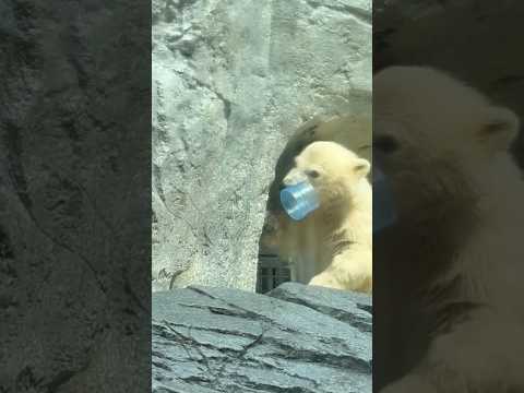 shorts コラ！モモ太の大事 大人しくするでつ！　  ホッキョクグマの仔　秋田県男鹿水族館GAOにて2026年4月…
