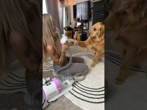 dog-tor coby to rescue🛟goldenpup puppy goldenpupppy dogbree… サムネイル