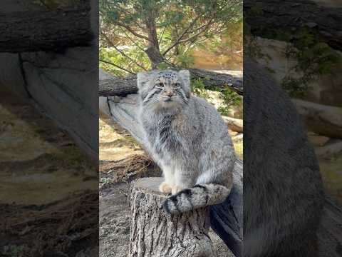 shorts 切り株のナゴムくん　マヌルネコ　那須どうぶつ王国　2026年3月1日 サムネイル