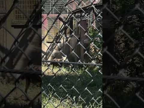 【よこはま動物園ズーラシア】展示場を元気にお散歩！リカオン🐅　shorts サムネイル