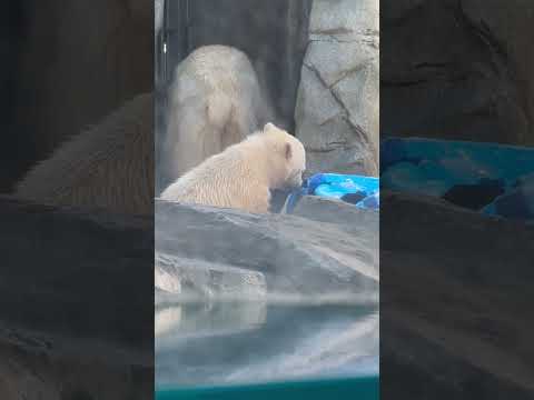 shorts モモ太くん オモチャを回して点検中⁈    ホッキョクグマの親子　男鹿水族館GAOにて　2026年5月2… サムネイル