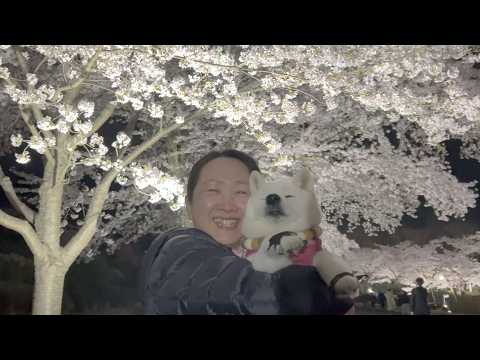 大好きな柴犬あいちゃんと生涯忘れることのない最高の思い出ができました。 サムネイル