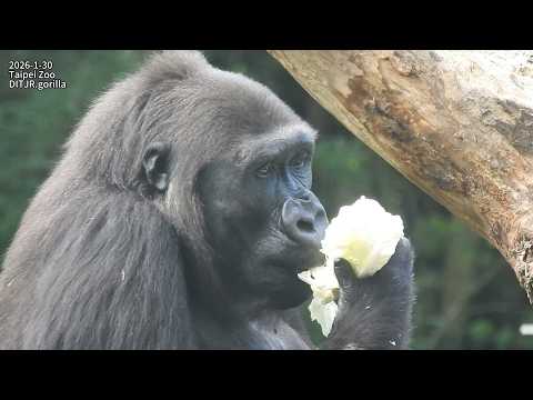 Gorilla D'jeeco family 門裡給食。空投。吃午餐 / 午休午睡 2026-1-30 11:12-1… サムネイル