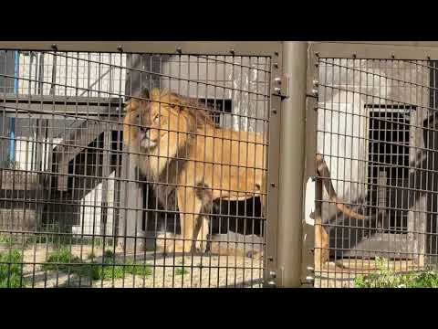 オレも帰るヨ！っとアースくん　ライオン　のんほいパークにて　2026年4月3日 サムネイル