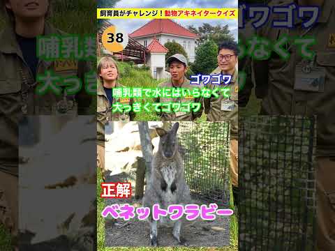 【動物アキネイタークイズ】今日の主役は…🦘ベネットワラビー！ サムネイル