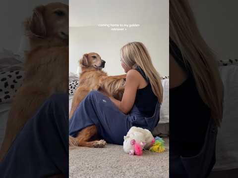 coming home to my golden retriever🥵 goldenretreiver dog ind… サムネイル
