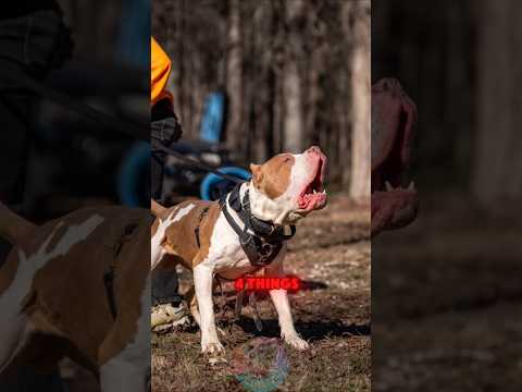 Your Pitbull Will Become Aggressive If You Ignore These 4 T… サムネイル