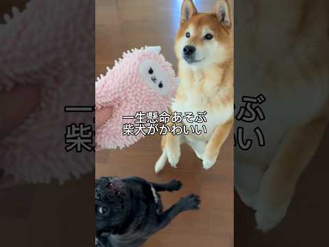 一生懸命あそぶ柴犬 柴犬 doggie cutedog shibainu dog shiba いぬのいる生活 heal… サムネイル