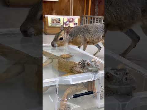 それ飲み水ではないんだけど・・・。shorts 動物 イグアナ サムネイル