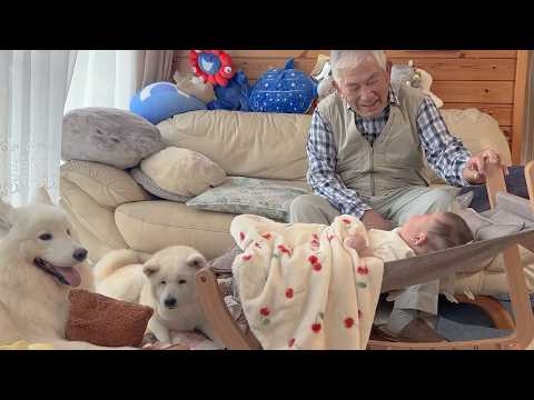 範馬勇次郎顔で赤ちゃんを爆笑させるじいちゃん&家事スイッチ全開で覚醒した母をなんとか阻止しようとする柴犬とサモエド サムネイル