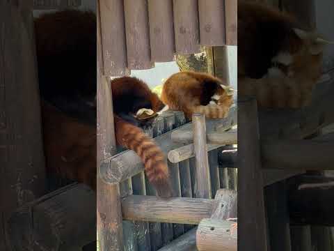 shorts ひなたくんも円実ちゃんの隣へ☺️レッサーパンダ　大森山動物園にて　2026年4月29日 サムネイル