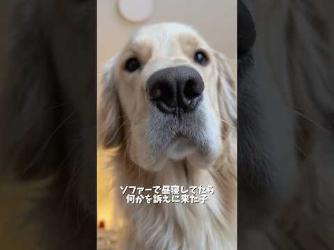 下から見た時のお口が可愛すぎて、ついもにもにしてしまう🤦‍♀️❤️ゴールデンレトリバー 犬と2人暮らし サムネイル