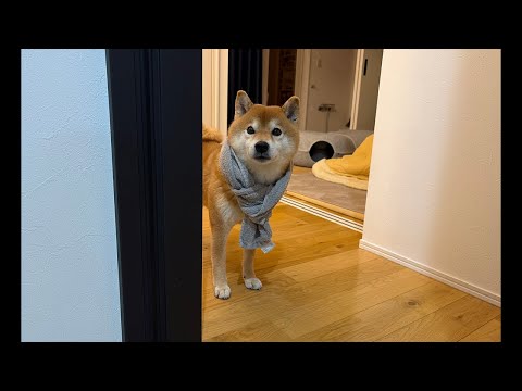 子猫くまきちが今日は大変な事になってまして… サムネイル