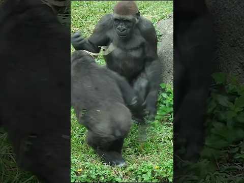 Jabali力大壓倒Ringo,Ringo推不倒Jabali gorilla gorillatag taipeizoo… サムネイル