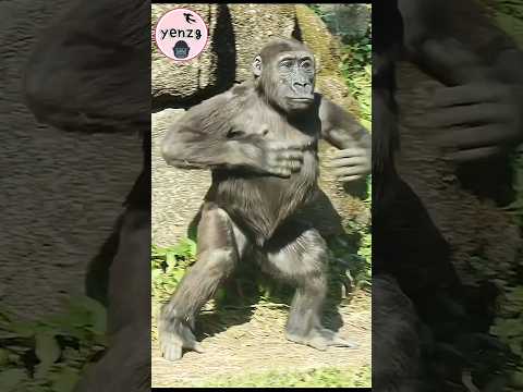 Ringo cute chest beating gorilla gorillatag taipeizoo 金剛猩猩… サムネイル