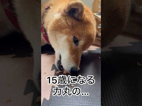 ’26.4.27 力丸の噛みっぷり！ 柴犬 shibainu 柴犬のいる暮らし 柴犬の日常 食べる犬 噛む音 力丸 サムネイル