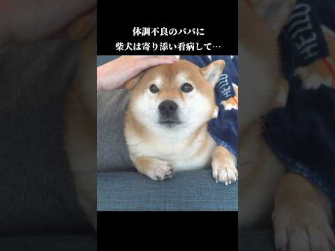 体調不良のパパを一心に癒す柴犬が尊い shibainu 犬のいる生活 癒し サムネイル