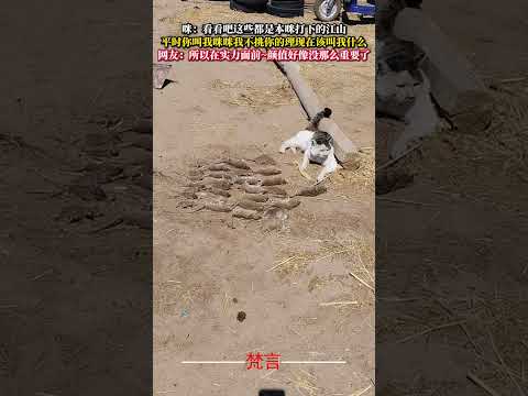 咪：看看吧這些都是本咪打下的江山 平常你叫我咪咪我不挑你的理現在該叫我什麼 貓 意外 cat amazing shor… サムネイル