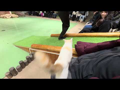 タルトくんのお膝サンポ🐾 なかなか見れない猫によるショー ザ・キャッツ　那須どうぶつ王国にて　2025年1月12日 サムネイル