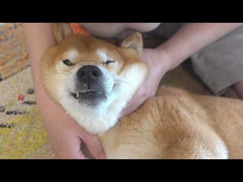 怖い思いをした柴犬、帰ってからずっとこうでした サムネイル