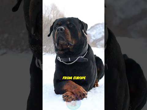 Top 4 Guard Dogs From Europe You Don’t Want to Mess With sh… サムネイル