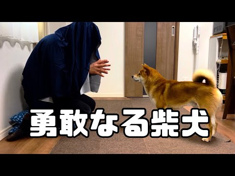 柴犬とん君劇場「Yogiboは、あらゆるものをダメにする」 サムネイル